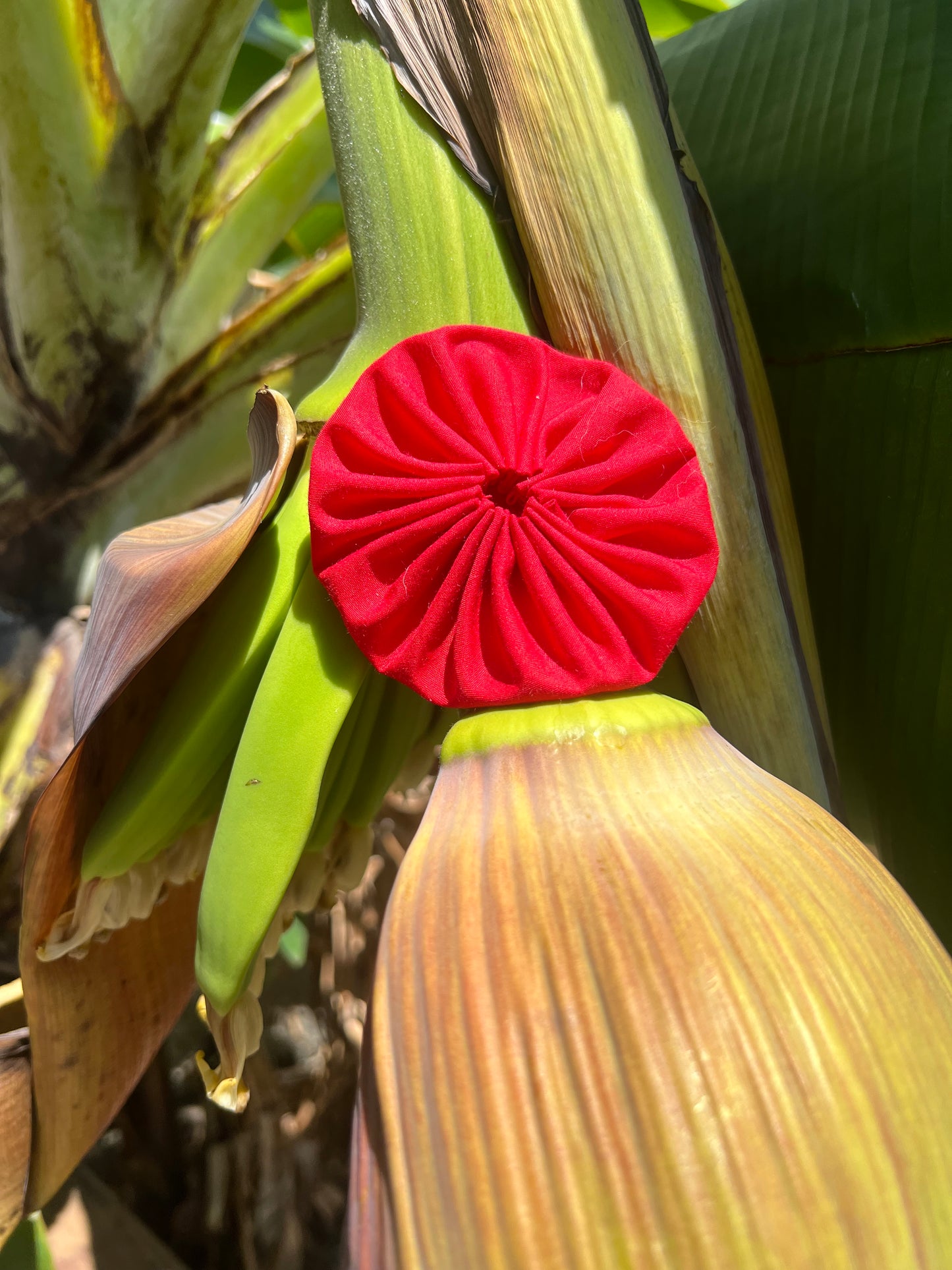 Adpota rositas para la bandera puertorriqueña