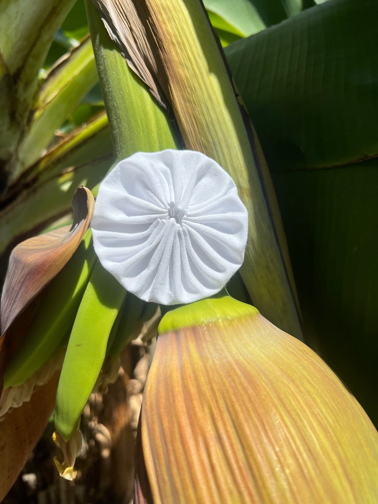 Adpota rositas para la bandera puertorriqueña